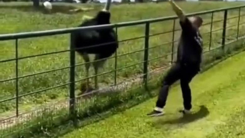 Feathered Footwork Frenzy: Man and Ostrich Bust a Move in Hilarious Traditional Dance-Off!