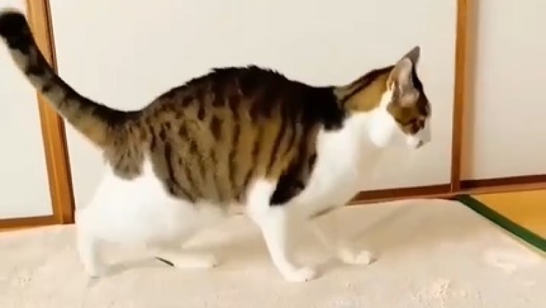Feline Dance Fever: Watch This Cat Break It Down on the Dance Floor!