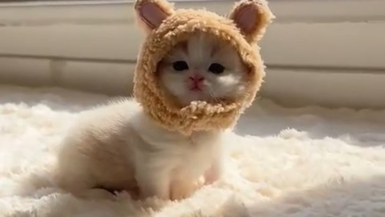 Heartwarming Delight: Mother Cat Teaches Tiny Kitten the Ropes!