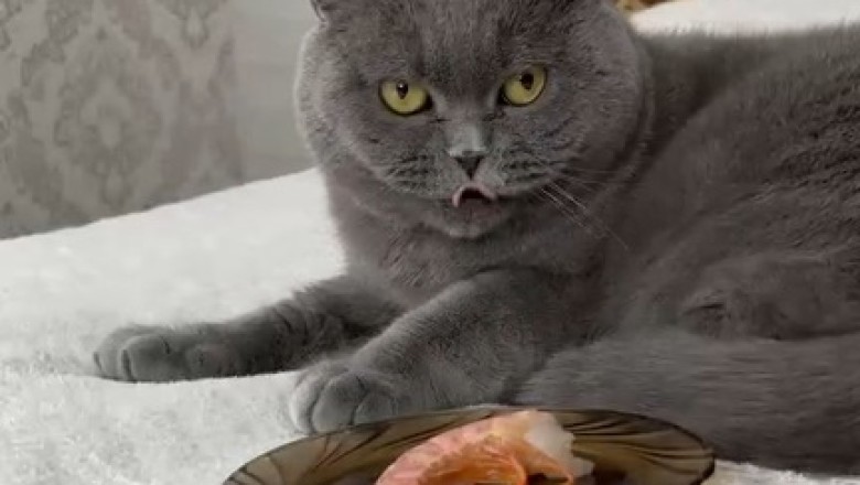 Hilarious Cat Declares War on Shrimp: The Epic Battle of Feline vs. Seafood!