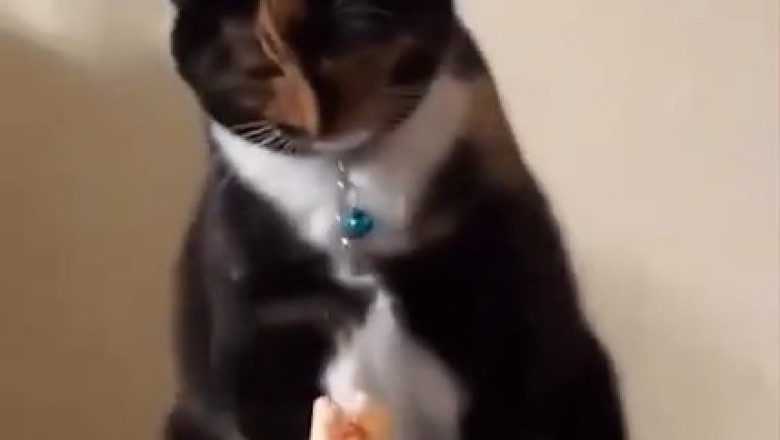 Hilarious Cat vs Owner Food Face-off | Funny Video That Will Leave You Rolling on the Floor Laughing!