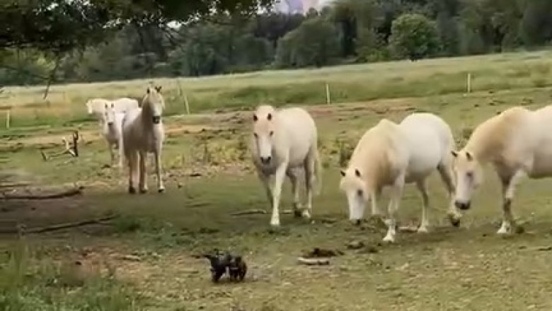 Hilarious Chaos Ensues: Small Dog Goes Wild in Horse Barn!