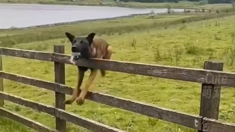Hilarious Dog Fails: Watch This Pawsome Pup's Epic Comedy Show!