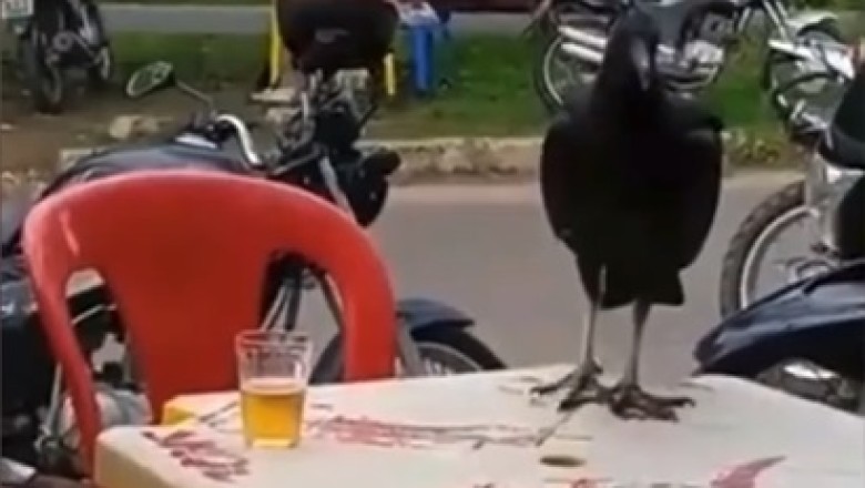 Hilarious Footage: Crow Gets Drunk and Causes Chaos