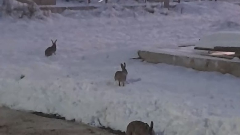 Hilarious Rabbits Take Grazing to the Next Level | Watch This Cool Funny Video Go Viral!