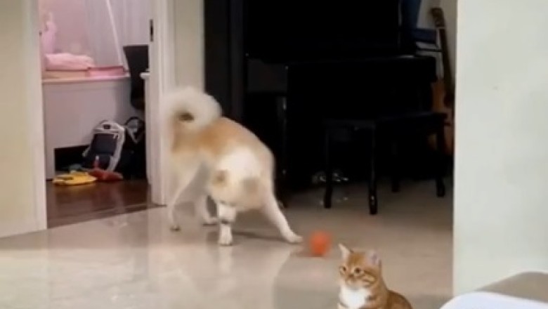 Laugh Out Loud: Cat Hilariously Pretends to be a Statue While Dog has the Time of its Life!
