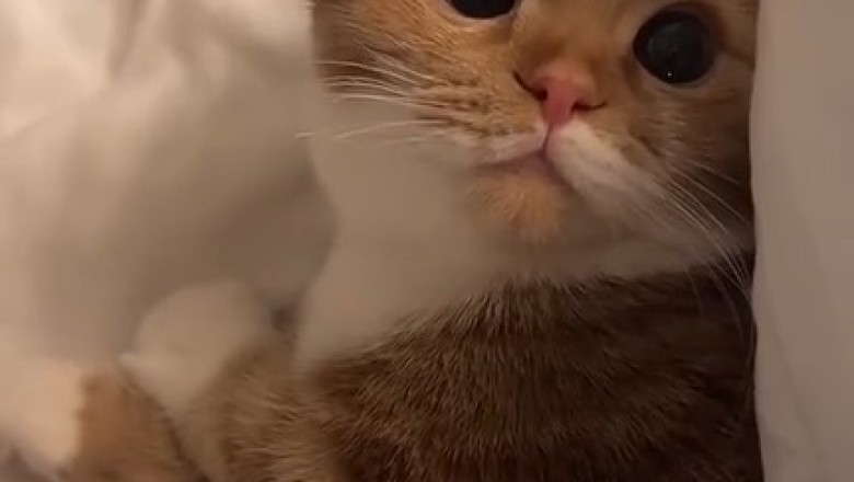 Meow-gnificent Obedience: Hilarious Cat Masters Every Command Like a Pro!