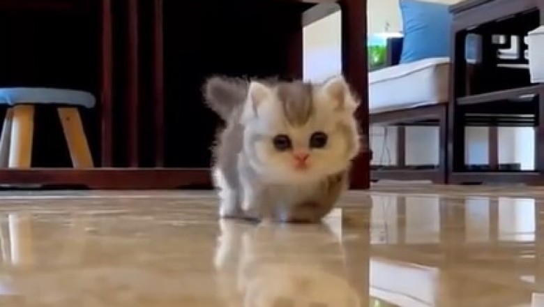 Paw-sitively Purrrfect: A Beautiful Kitten's Adorable Antics Will Melt Your Heart!