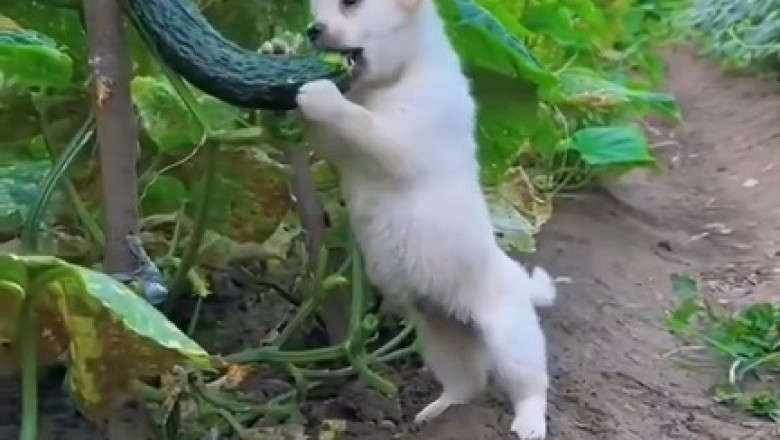 Pawesome Paw-tatoes: Orchard Owner's Dog Goes Bananas Over Harvest Time!