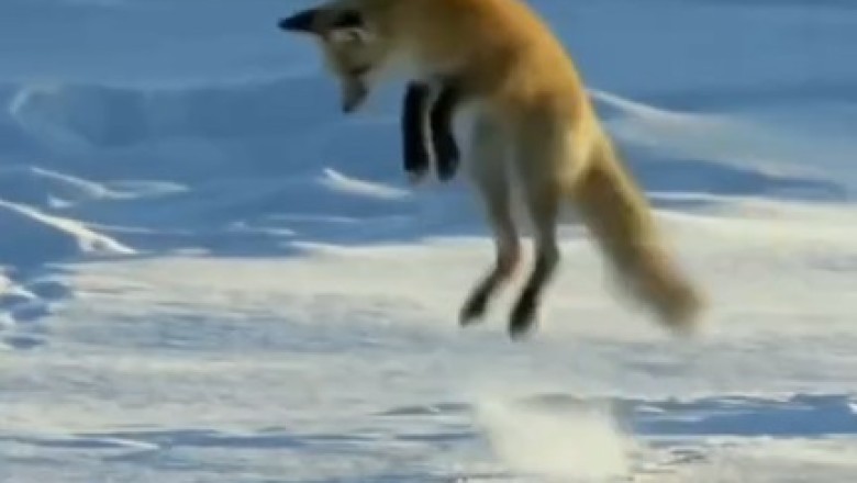 Pawsitively Hilarious: The Ultimate Compilation of Funny Pets That Will Have You in Stitches!