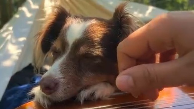 Pawsitively Musical: Talented Dog Can't Resist Grooving to Guitar Tunes!