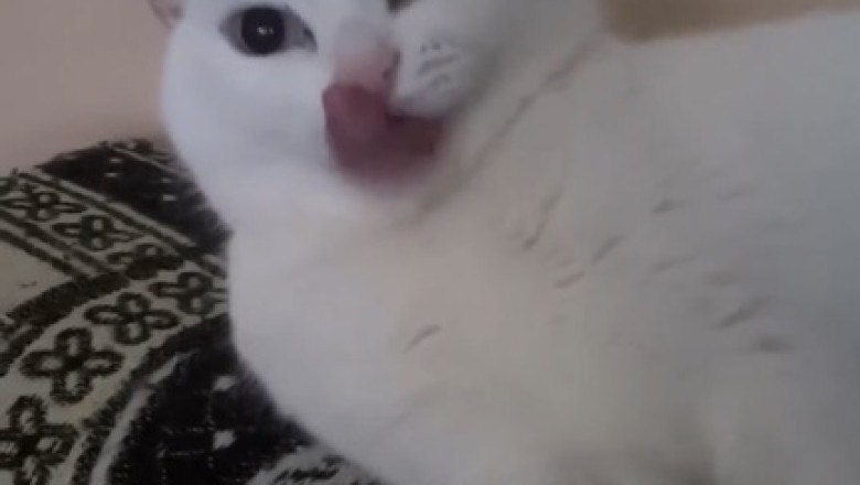 Purr-fectly Adorable: Watch This Affectionate Cat Shower Love in the Cutest Way!