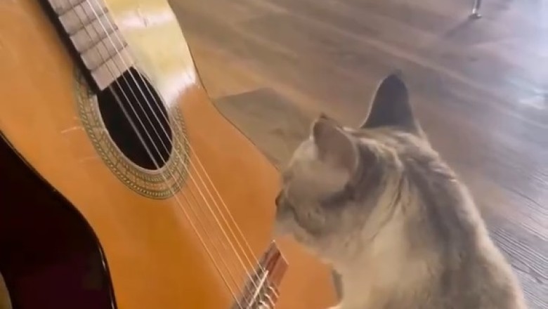 Purrfectly Rockin' Riffs: Watch This Talented Cat Shred the Guitar with Unbeatable Shuffle Skills!
