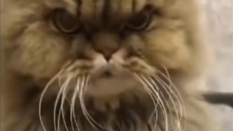 Tangled Tails and Temper Tantrums: Cat Hilarity Ensues When Grooming Day Goes Awry!