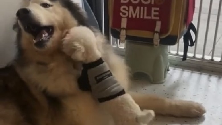 Unlikely Besties: Small Dog Takes on Big Dog in the Ultimate Hilarious Showdown!