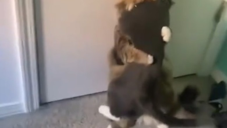 Cat-tastic Comedy Gold! Hilarious Cats That Will Leave You in Stitches!