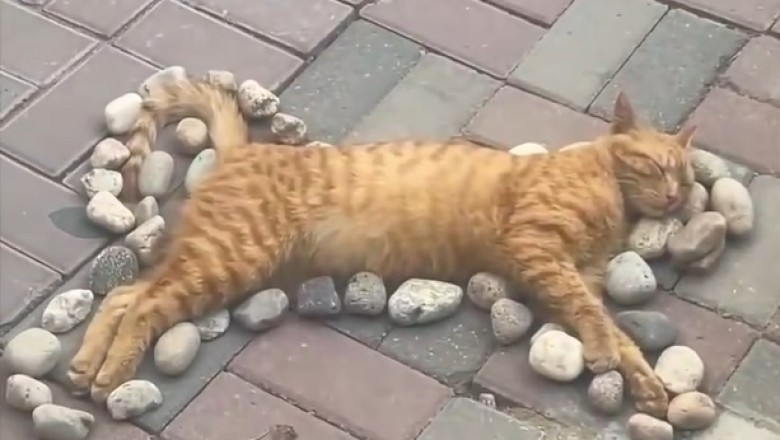 Hilarious: Cat Performs Quirky Ritual That Will Leave You in Stitches!