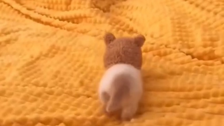 Hilarious Video of a Funny Kitten Gone Wild!