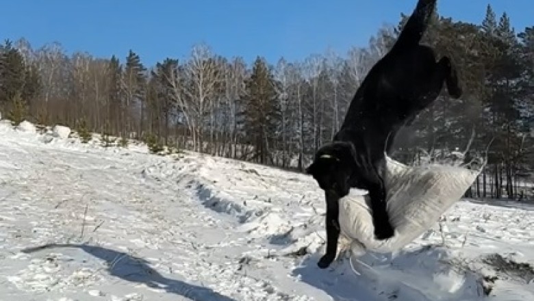 Jaw-Dropping Video of a Tiger Jumping Like You’ve Never Seen Before!