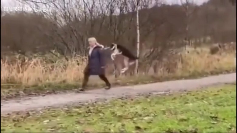 Laugh Out Loud: Unbelievably Funny Pets that Will Have You in Stitches!