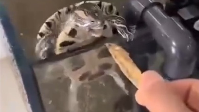 Shell-Shocking Surprise: When a Clever Turtle Politely Asks for a Snack!