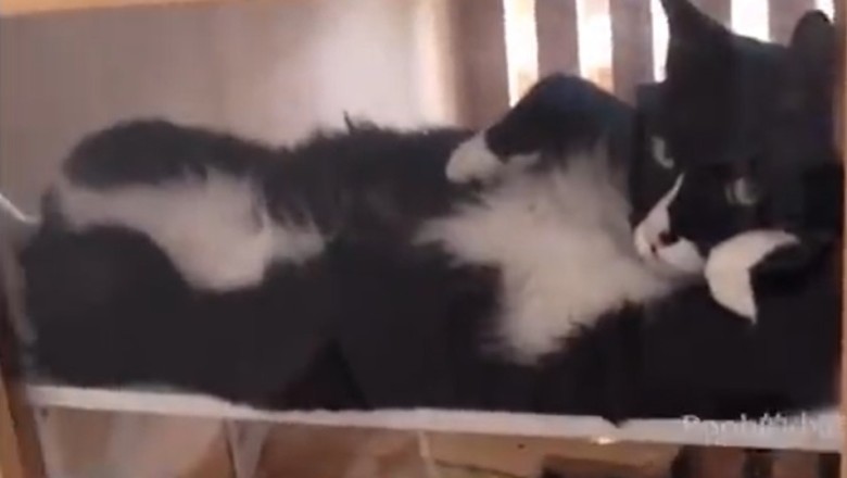 The Ultimate Funny Pets Compilation: Prepare to Burst into Laughter!