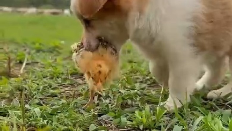 Adorable Chaos: Puppies Meet Chicks and All Heck Breaks Loose!
