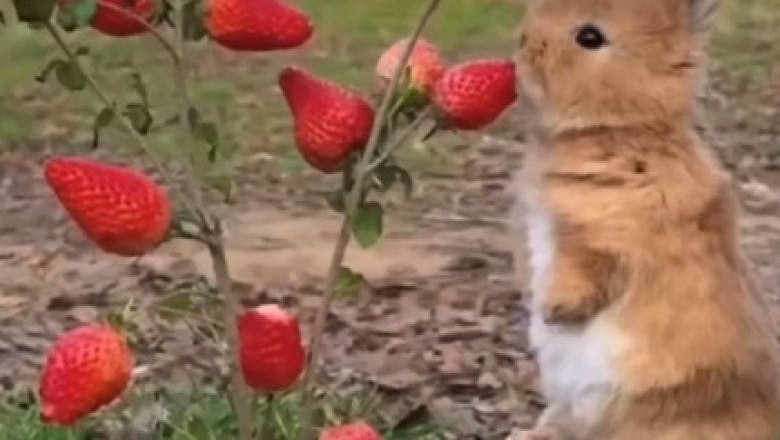 Bunny Bliss: The Sweet Delight of Strawberries