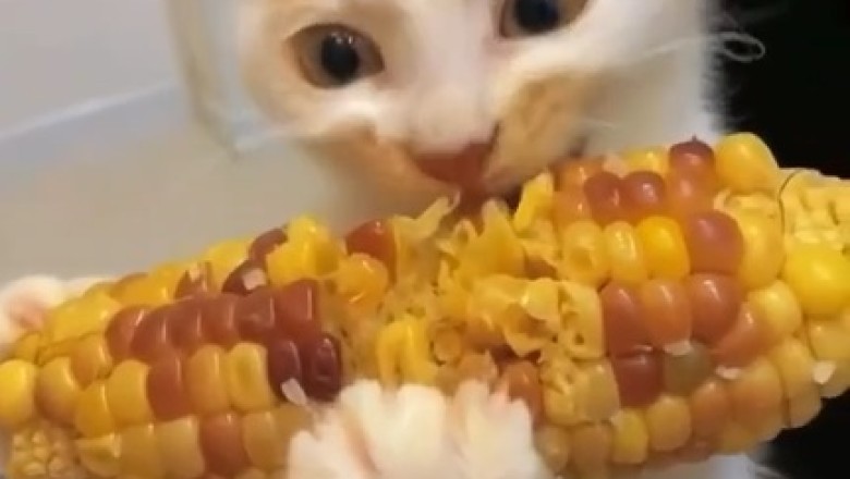 Corn Connoisseur: Watch This Adorable Cat Enjoying Some Sweet Corn!