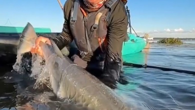 Epic Battle: Watch in Awe as a Man Tackles a Monstrous Fish!