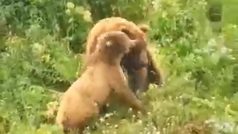 Epic Encounter: Witness the Intense Battle Between a Man and a Bear!