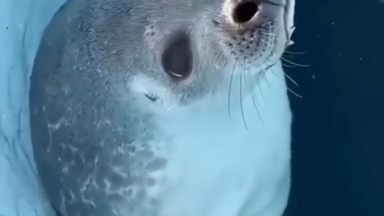Graceful Guardians of the Deep: The Beauty of Seals