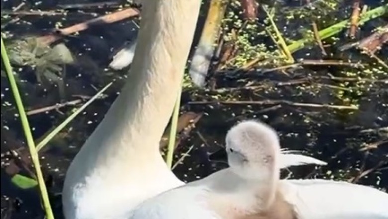 Guardian Goose: A Heartwarming Tale of Protection and Love