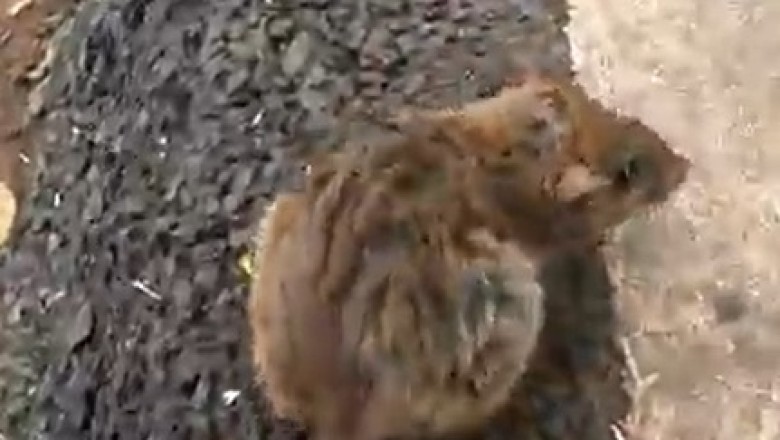 Heartwarming Encounter: Man Comes to Rescue of Confused Mouse on Sidewalk!