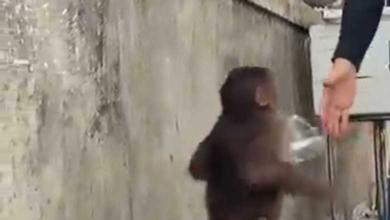 Heartwarming Moment: Grateful Monkey Thanks Women for Food!