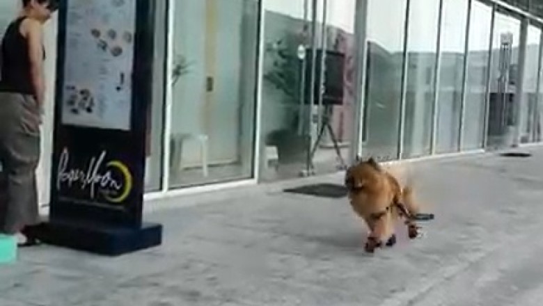 Heartwarming Video: Watch How This Dog Goes on an Epic Journey to Find His Beloved Owner!