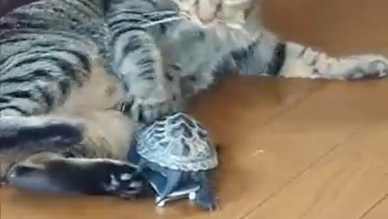 Hilarious Chase: Turtle Takes On Cat in Epic Showdown!