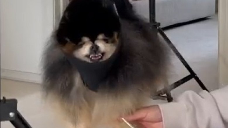 Hilarious DIY: Dog Owner's Comical Attempt at Trimming Dog's Nails!