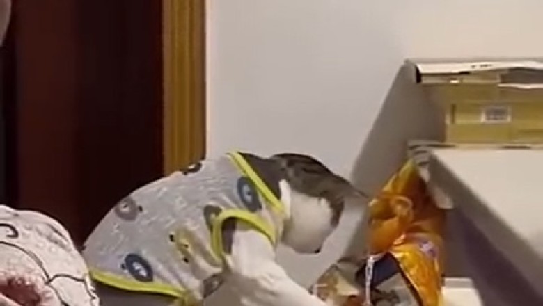 Hilarious Moments: Pets Being Their Silly Selves - Prepare to Laugh Non-Stop!
