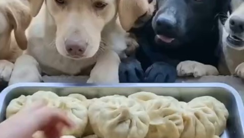 Hungry Pups Feast: Witness the Cutest Mealtime Chaos!