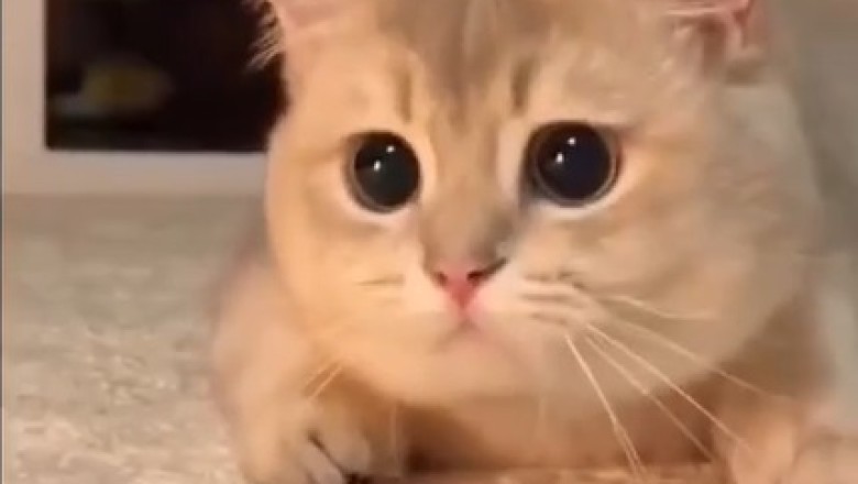 Tiny Paws, Big Heart: A Beautiful Small Cat's Tale