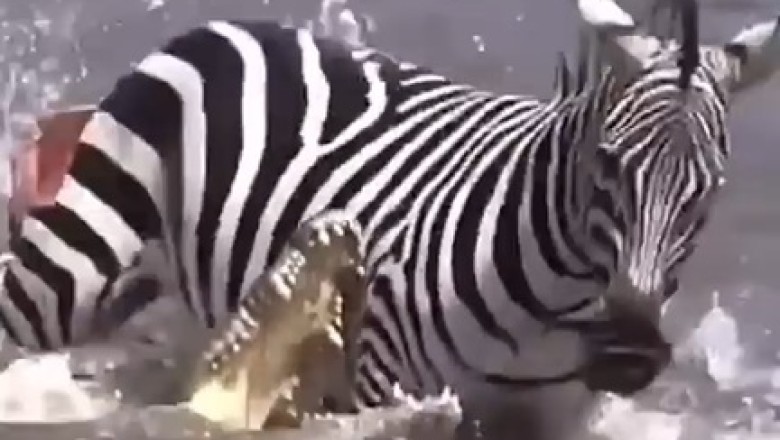 Unbelievable Footage: Crocodile's Hilarious Attempt to Catch Zebra in Water!