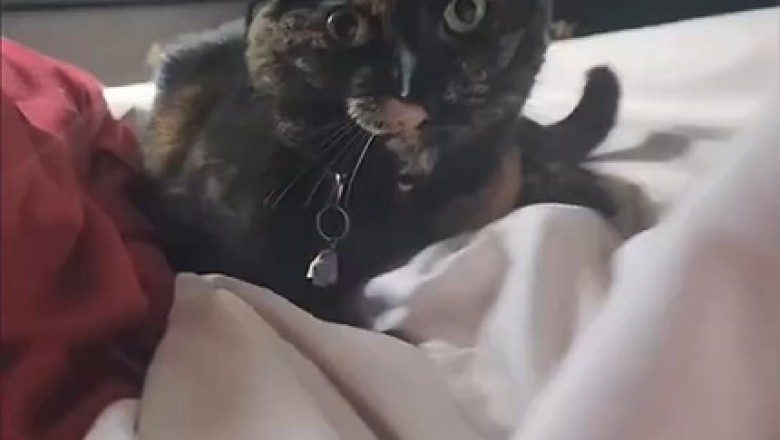 Whisker Wonders: The Purr-fectly Hilarious World of Funny Cats
