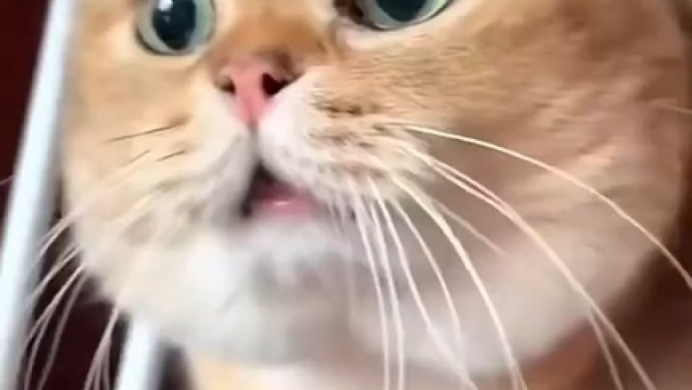 Whiskers and Whispers: A Cat's Mysterious Discovery