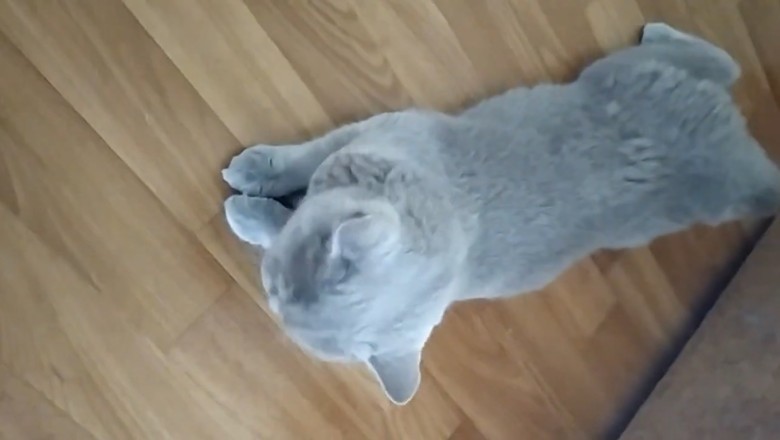 Hilarious Cat Shenanigans: You Can't Help But Laugh!