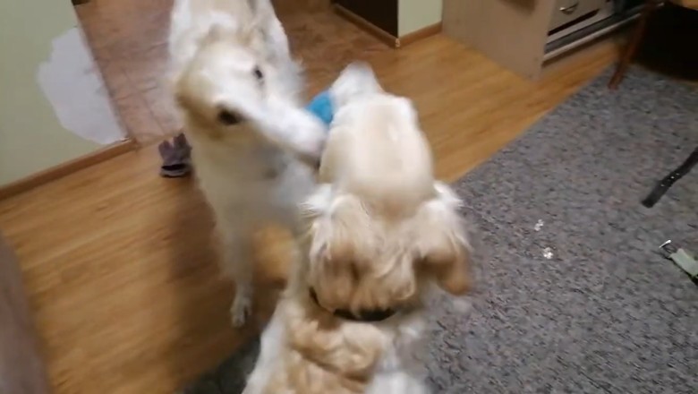 Paw-sitively Hilarious: A Doggone Good Time with Dogs at Play!