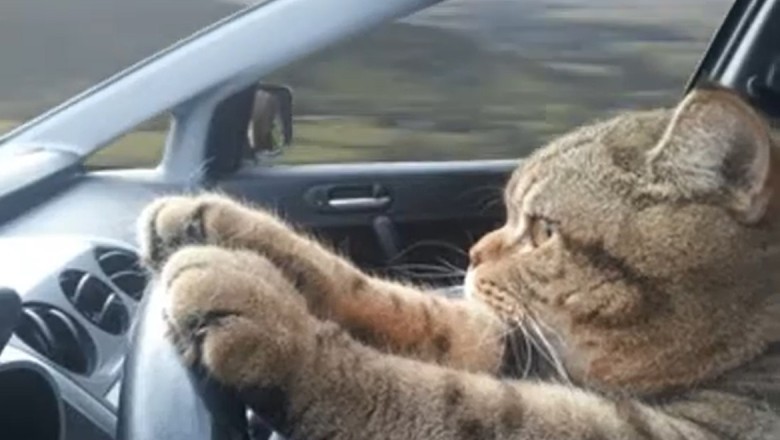 Purr-fectly Chauffeuring: Watch in Awe as Whiskers Takes the Wheel!