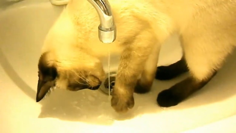 Siamo the Tap Connoisseur: A Cat's Epic Battle with H2O!