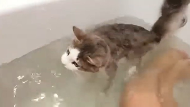 Suds N' Scratches: The Hilarious Saga of a Cat's Bath-time Adventure!