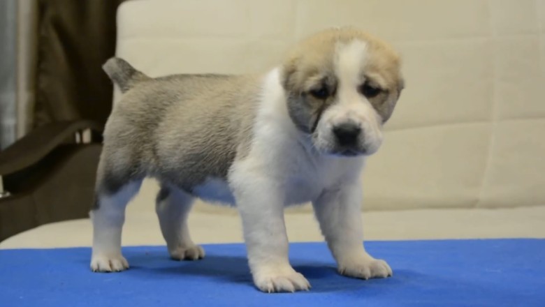 Tiny Paws, Big Personality: The Side-Splitting Shenanigans of Our Adorable Small Dog!